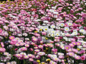 IMG_3150en_wildflowers_perth2006_02 Flowers at Perth's Kings Park, from my September 2006 trip
