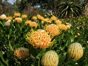IMG_3236en_wildflowers_perth2006_01 Another bed of flowers at Kings Park, September 2006